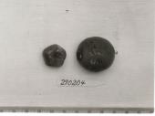 Click for 1 image(s) for this accession. FRUIT